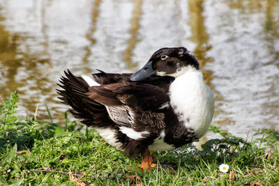 Close-up of bird on grass