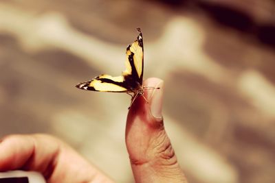 Close-up of a butterfly on thumb
