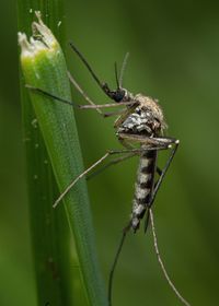 Close-up of insect on leaf