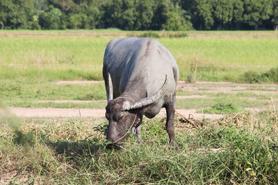 Horse grazing in field