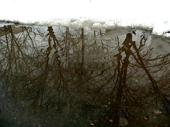 Bare trees against sky