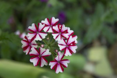 Close-up of pink flowers blooming outdoors