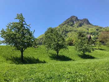 Trees on field against clear blue sky