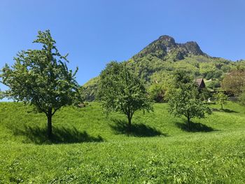 Trees on field against clear blue sky