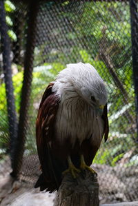 Close-up of bird preening feathers on tree stump