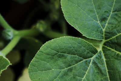 Close-up of green leaves