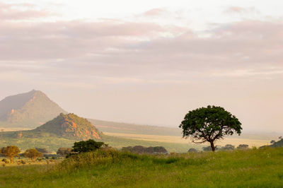 Scenic view of field against sky