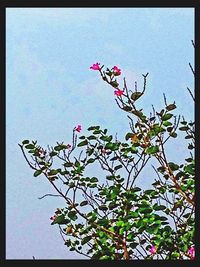 Low angle view of pink flowers against clear sky