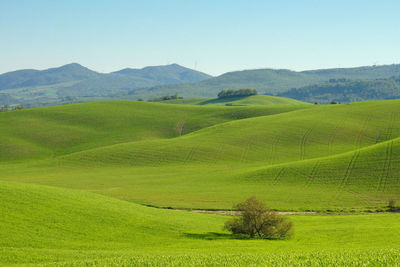 Scenic view of agricultural field against sky