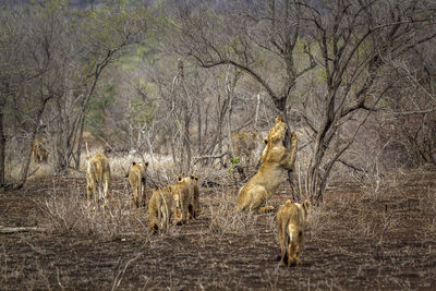 Rear view of lions walking in forest