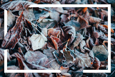 Close-up of dried leaves