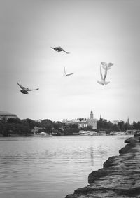 bird