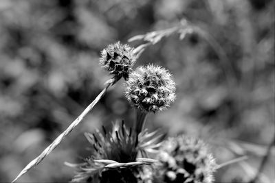 Close-up of wilted dandelion flower on field