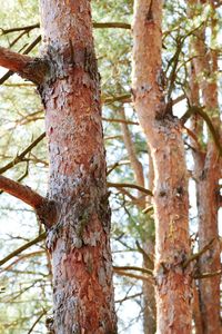 Close-up of tree trunk against sky