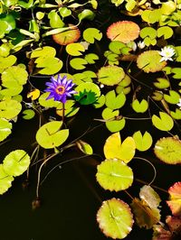 High angle view of lotus water lily