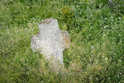 Close-up of stone on field