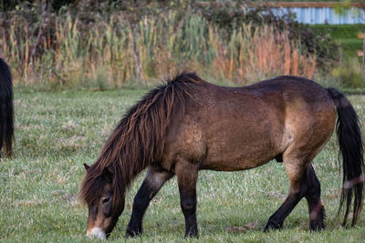 Horse standing on field