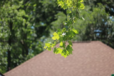 Close-up of fresh green plant