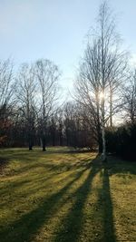 Trees on landscape against sky
