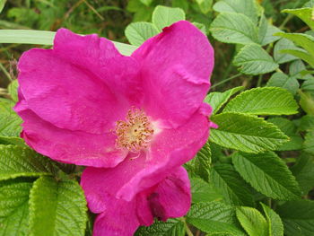 Close-up of pink flower blooming outdoors