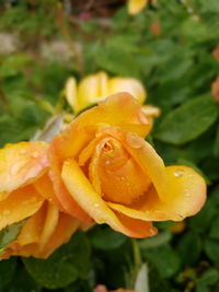 Close-up of wet yellow rose