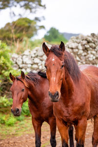 Horses on pasture, in the heard together, happy animals, portugal lusitanos