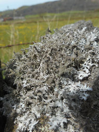 Close-up of grass on field