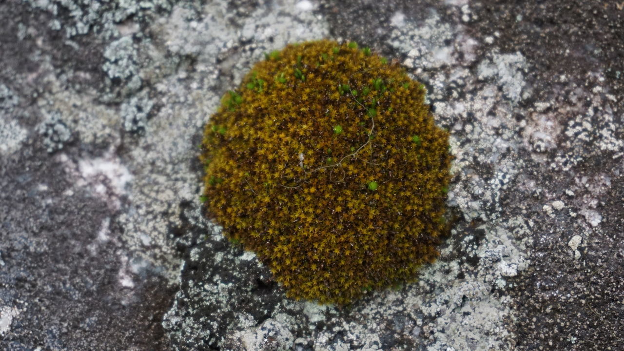 DIRECTLY ABOVE SHOT OF MOSS ON ROCK