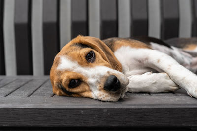 Beagle pup laying down