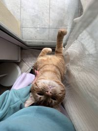 Close-up of cat