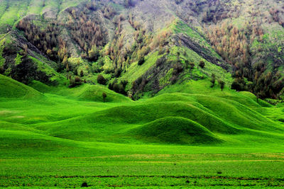 Scenic view of green landscape
