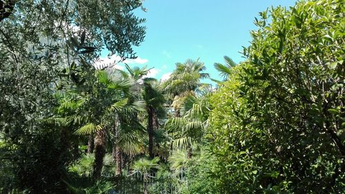 Low angle view of trees