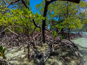 Tree by lake in forest