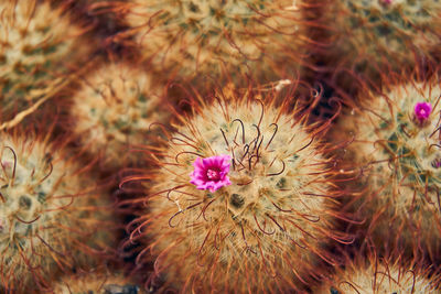 Close-up of cactus plant