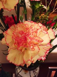 Close-up of red flower