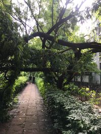 Walkway amidst trees