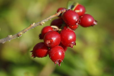 Close-up of red berries growing on tree