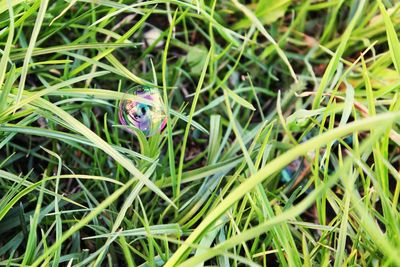 Close-up of bubbles in grass on field