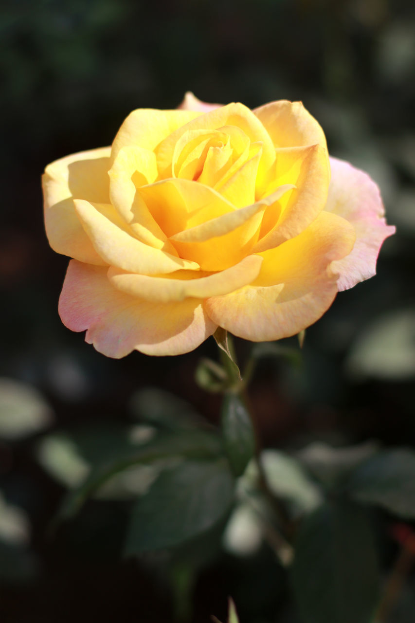CLOSE-UP OF ROSE AGAINST YELLOW ROSES