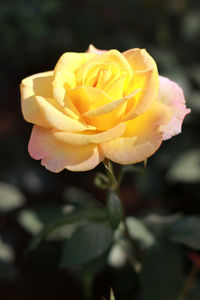 Close-up of yellow rose