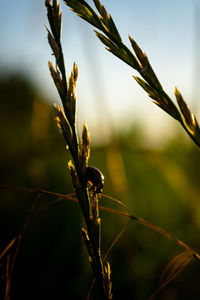 Close-up of plant growing in field