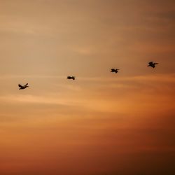 Low angle view of silhouette birds flying against sky during sunset