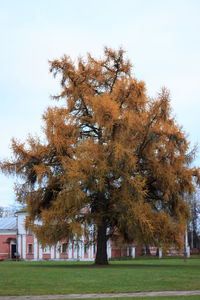 Trees in park during autumn