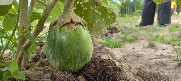 Close-up of fruit growing on field