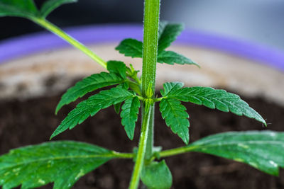 Close-up of potted plant