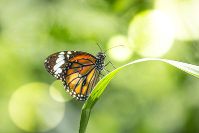 Close-up of butterfly on leaf