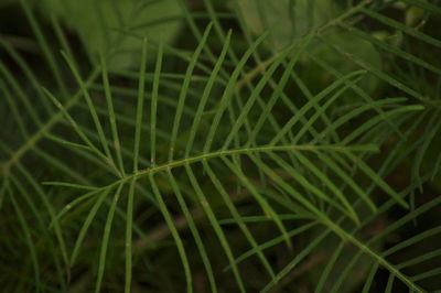 Close-up of fresh green plant