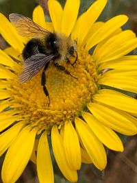 Close-up of bee pollinating on yellow flower