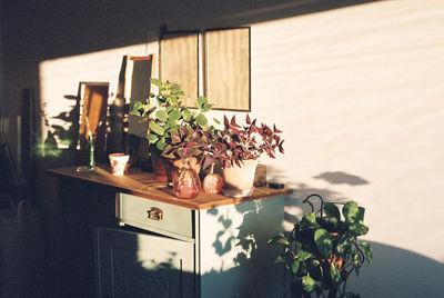 Potted plants on old-fashioned desk