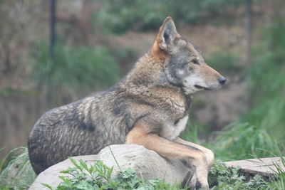 Dog on plant outdoors
